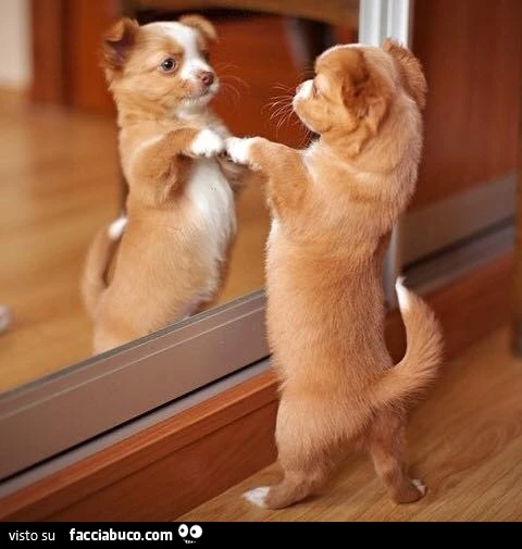 Il cagnolino si specchia