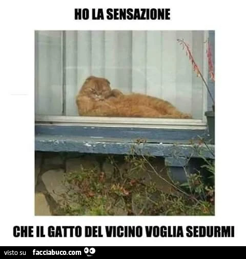 Ho la sensazione che il gatto del vicino voglia sedurmi