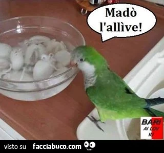 Pappagallo: madò l'allìve