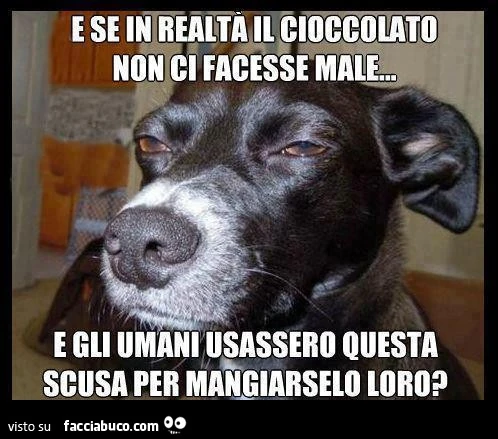 E se in realtà il cioccolato non ci facesse male e gli umani usassero questa scusa per mangiarselo loro?