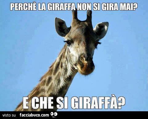 Perchè la giraffa non si gira mai? E che si giraffà?