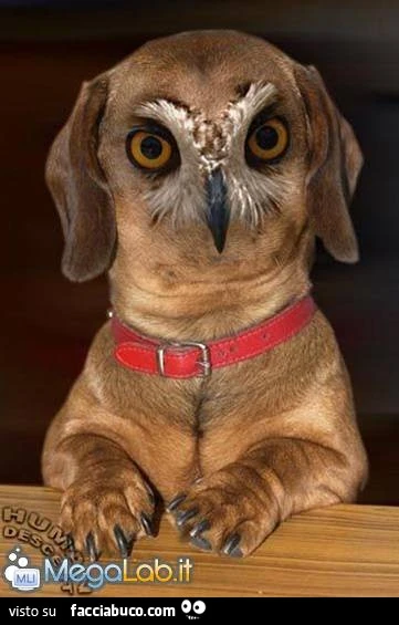 Fotomontaggio cane gufo