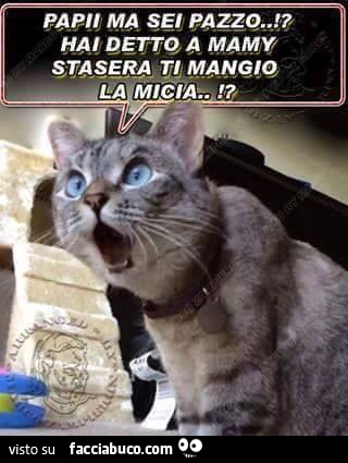 Papi ma sei pazzo? Hai detto a mamy stasera ti mangio la micia
