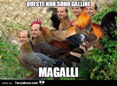 Queste non sono galline Magalli
