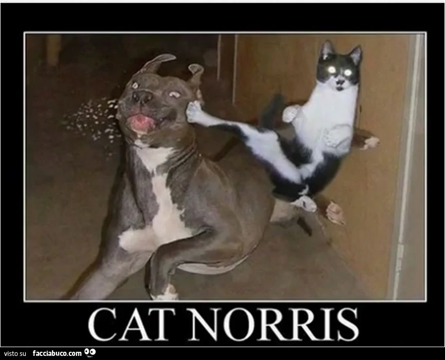 Cat Norris