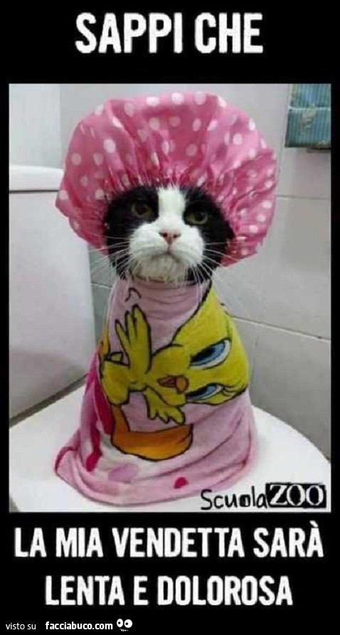 Gatto bagnato avvolto nell'asciugamano di Titti con la cuffietta da bagno: sappi che la mia vendetta sarà lenta e dolorosa