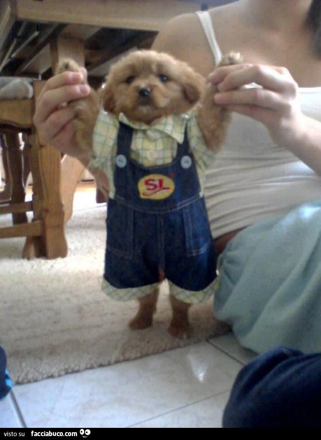 tenero cagnolino vestito da damerino