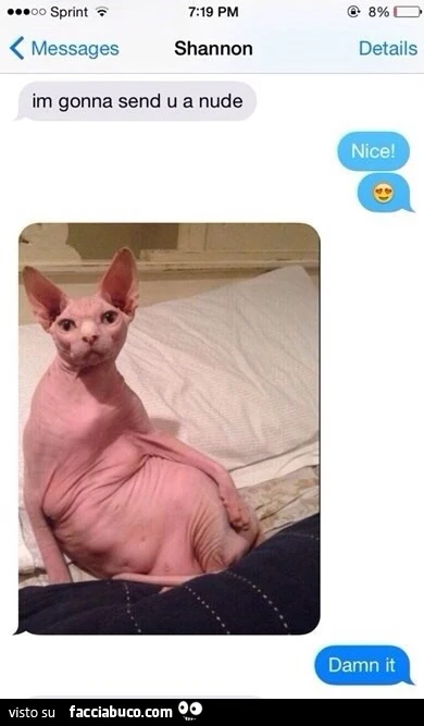 Gatto nudo su Whatsapp
