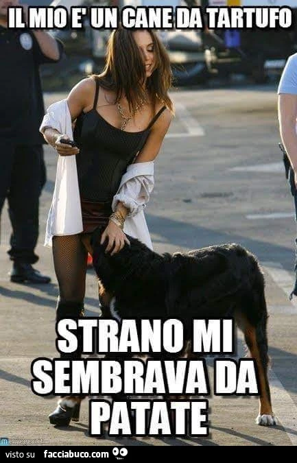 Il mio è un cane da tartufo. Strano mi sembrava da patata