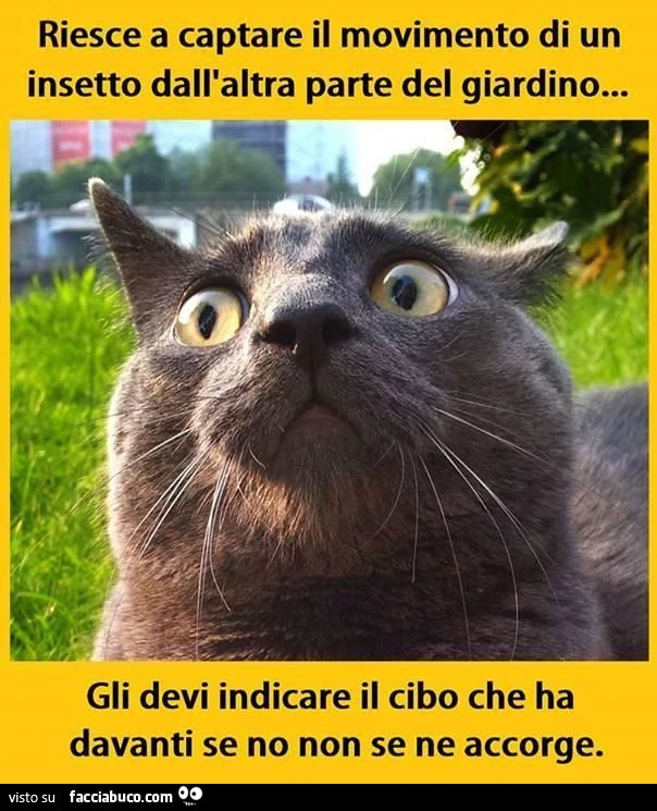 Riesce a captare il movimento di un insetto dall'altra parte del giardino. Gli devi indicare il cibo che ha davanti sennò non se ne accorge