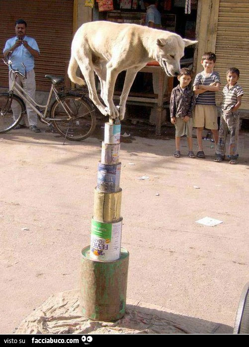 cane equilibrista