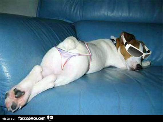 cane sul letto vestito con tanga e occhiali da sole