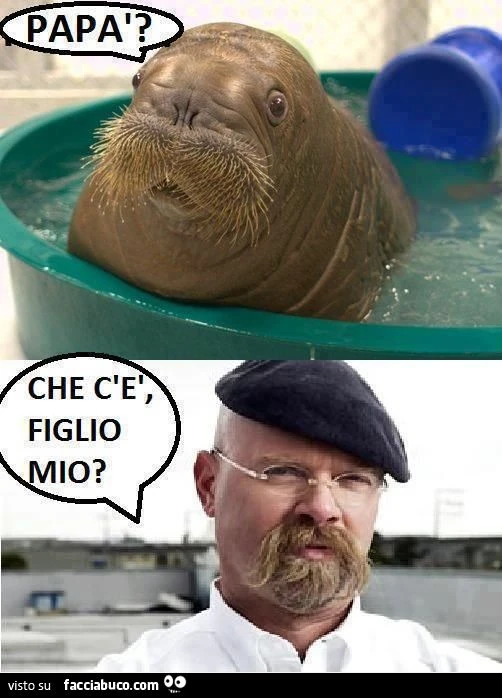 a chi assomiglia la foca?