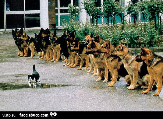 gatto coraggioso passa vicino a gruppo di cani lupo