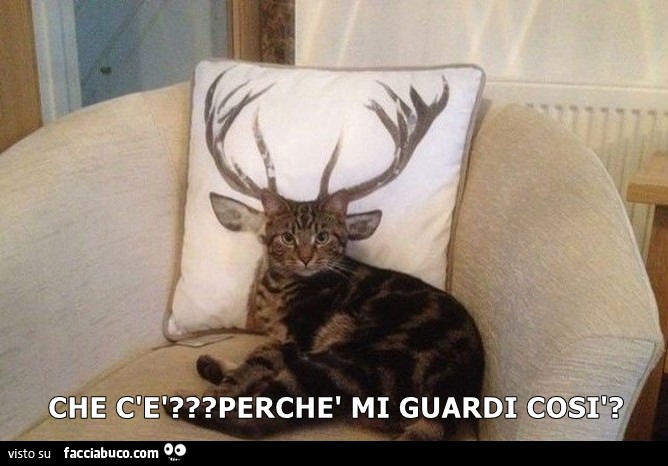 Gatto con le corna! Che c'è perchè mi guardi così?