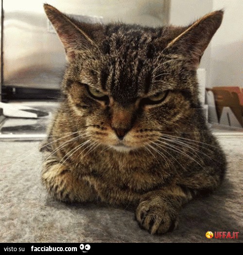 Gatto imbronciato