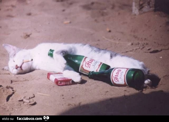 gatto ubriaco beve birra e fuma