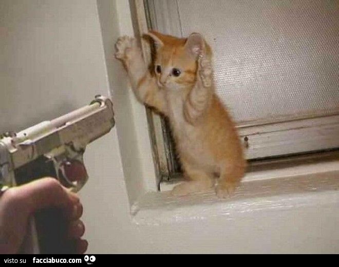 gattino si arrende e alza le mani quando gli viene puntata contro una pistola