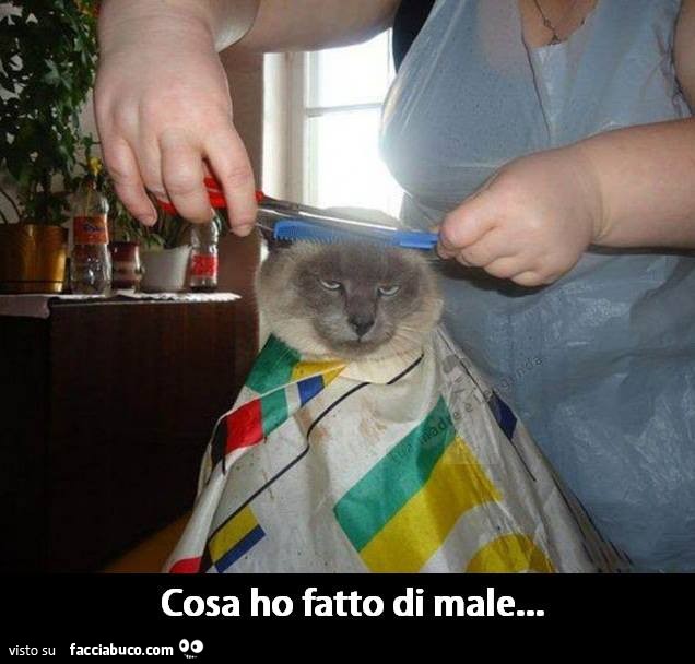 Gatto dal parrucchiere. Cosa ho fatto di male?
