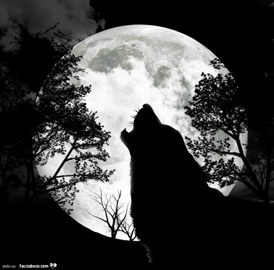 Lupo ulula alla luna