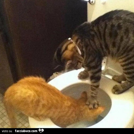 Il gatto sottomette l'altro gatto infilandogli la testa nel cesso