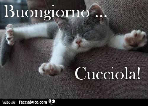 Buongiorno cucciola!