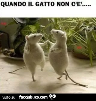 Quando il gatto non c'è... i topi ballano