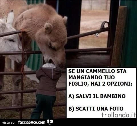 se un cammello sta mangiando tuo figlio hai 2 opzioni: salvi tuo figlio o scatti una foto