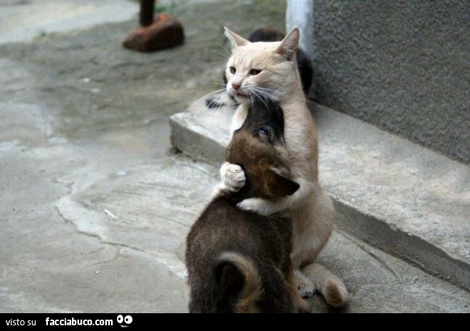 gatto abbraccia cagnolino