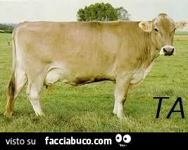 Rebus: VACCA-TA