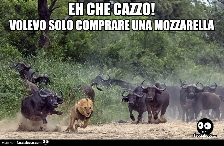 Eh che cazzo! Volevo solo comprare una mozzarella