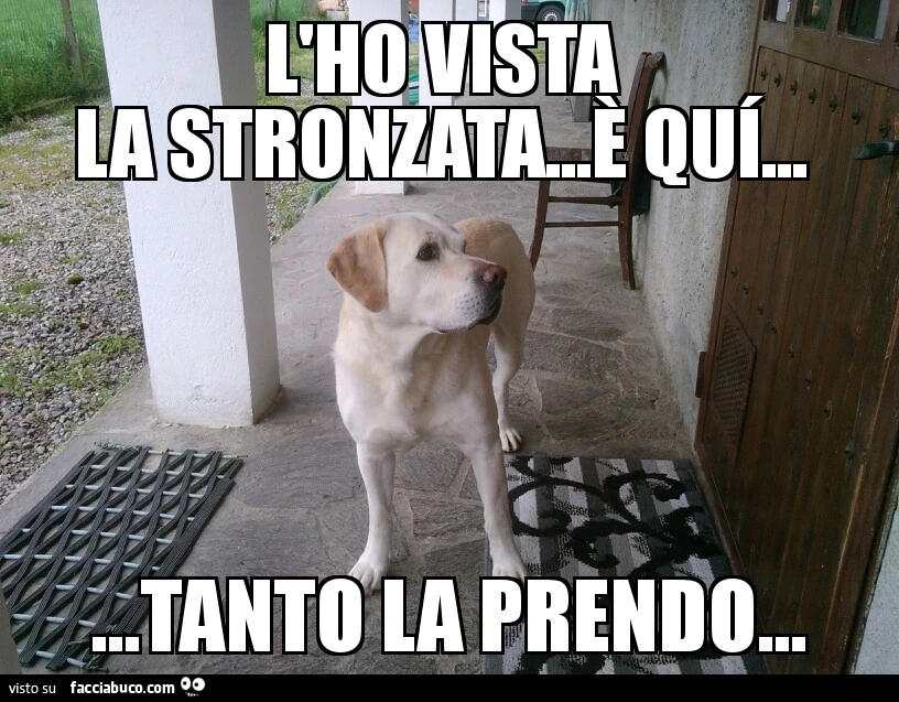 Vaccata