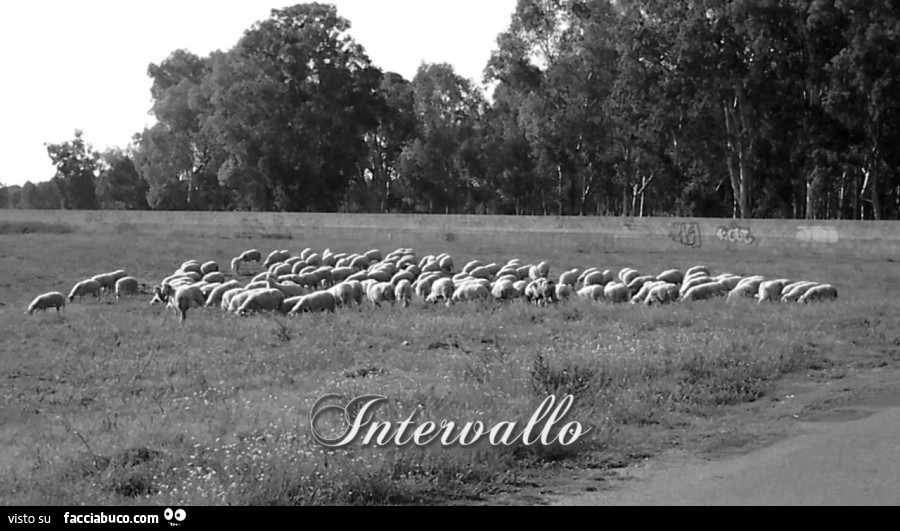 Pecore al pascolo. Intervallo