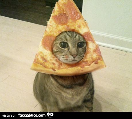 Gatto con la testa dentro la pizza