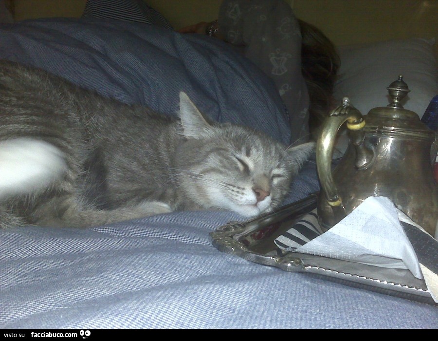 Gatto dorme sul letto vicino al vassoio della colazione