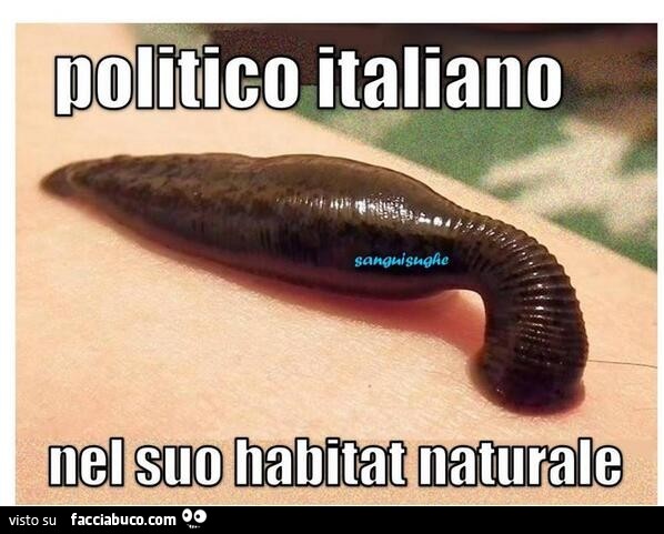 Politico Italiano nel suo habitat naturale
