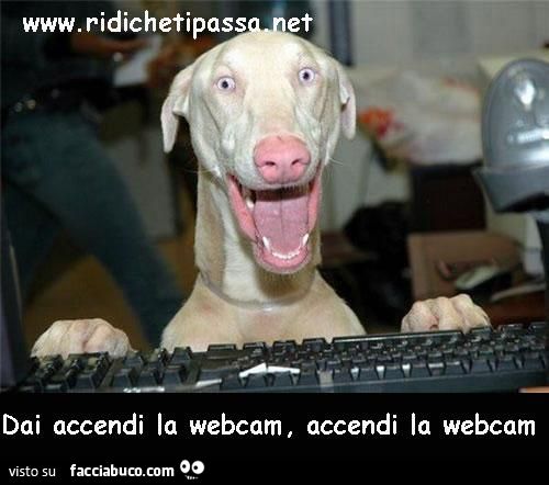 cane allupato dai accendi la webcam