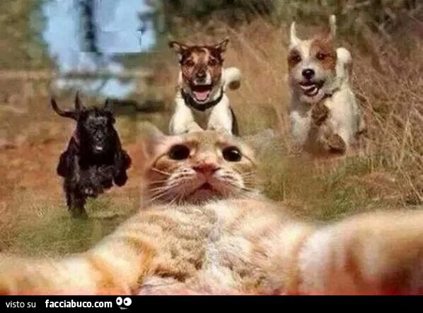 il micio si fa un selfie ad alto rischio