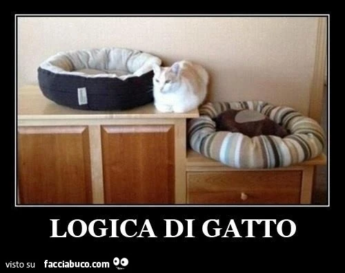 Logica di gatto