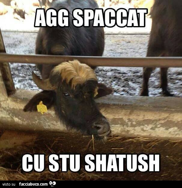 Agg spaccat cu stu shatush