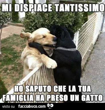 Mi dispiace tantissimo, ho saputo che la tua famiglia ha preso un gatto