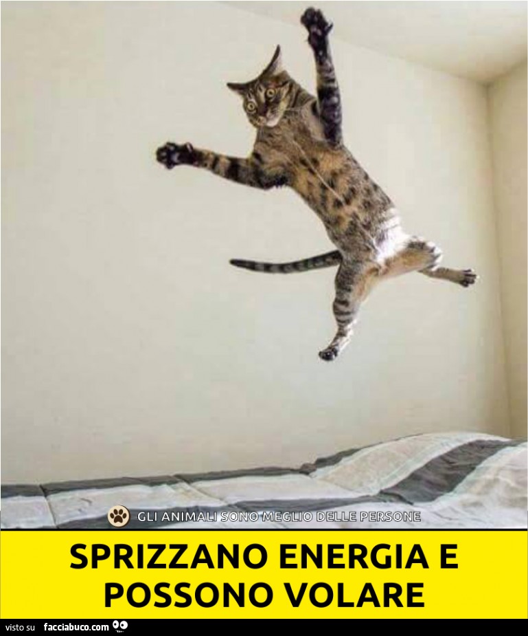 I gatti sprizzano energia e possono volare