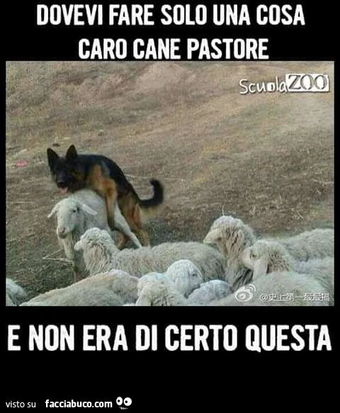 dovevi fare solo una cosa caro cane pastore, e non era di certo questa