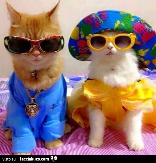 Gatti cool con gli occhiali da sole