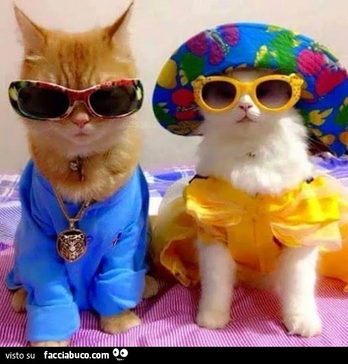 Gatti cool con gli occhiali da sole