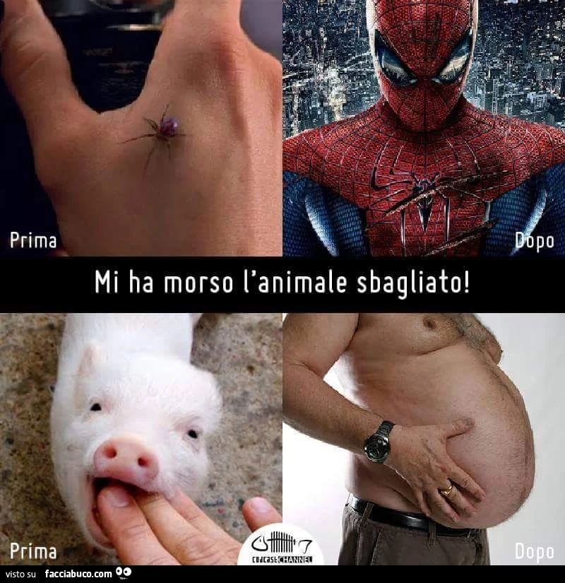 Mi ha Morso l'animale sbagliato