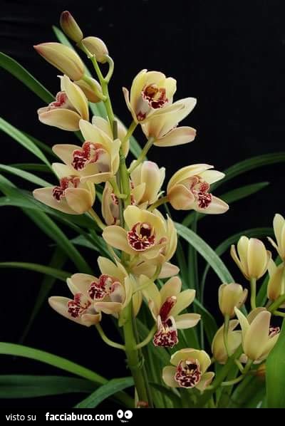 Orchidea