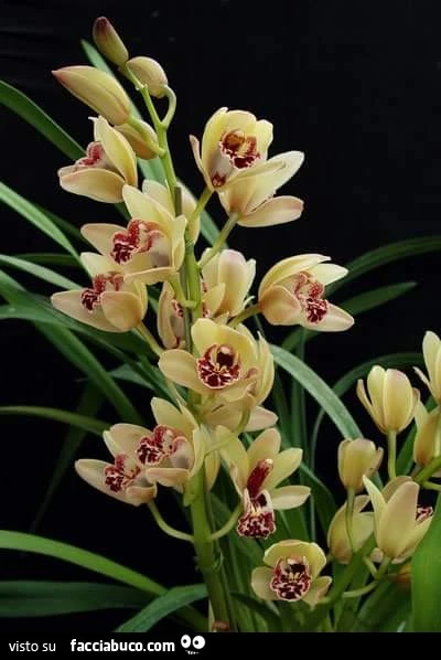 Orchidea