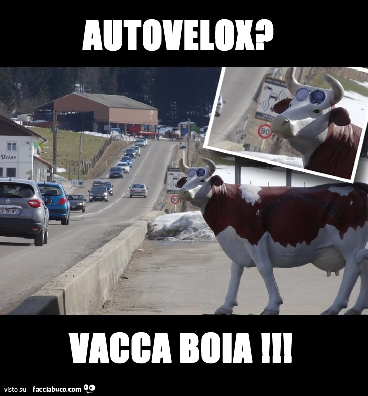Autovelox? Vacca boia