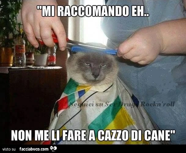 gatto dal parrucchiere mi raccomando non me li fare a cazzo di cane